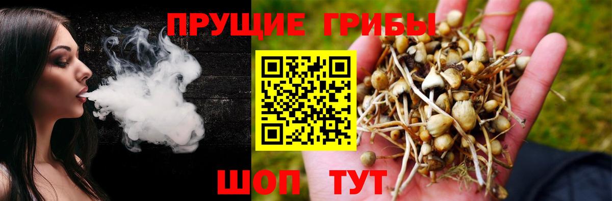 Галлюциногенные грибы Psilocybe  Вход с VPN  Усть-Джегута 